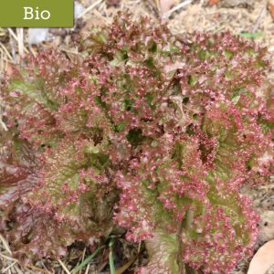 Lechuga Crespa Roja - GOPA