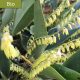 Orquídea Flor de Llantén - GOPA